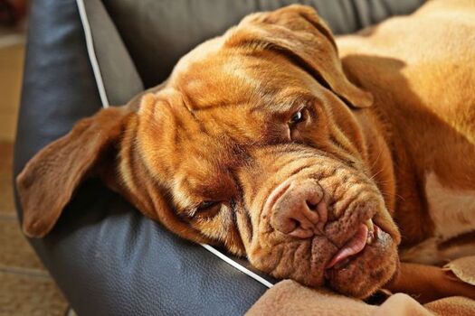 Hundebetten auf Wunsch - kostenlos