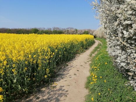Rapsfeld am Küstenwanderweg