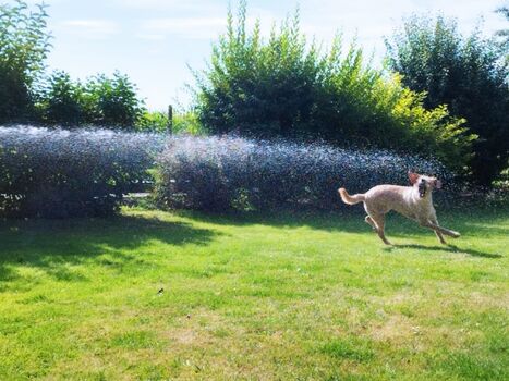 Sommer * Sonne * Spaß