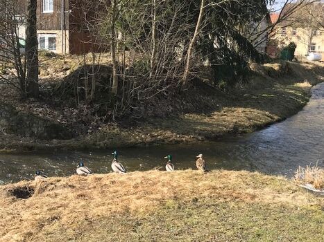 Hassel (Fluss) 2 Min. entfernt