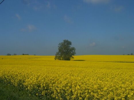 Rapsfelder im Mai und Juni