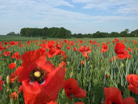 Mohnblumenfeld beim Ferienhaus"Anna"