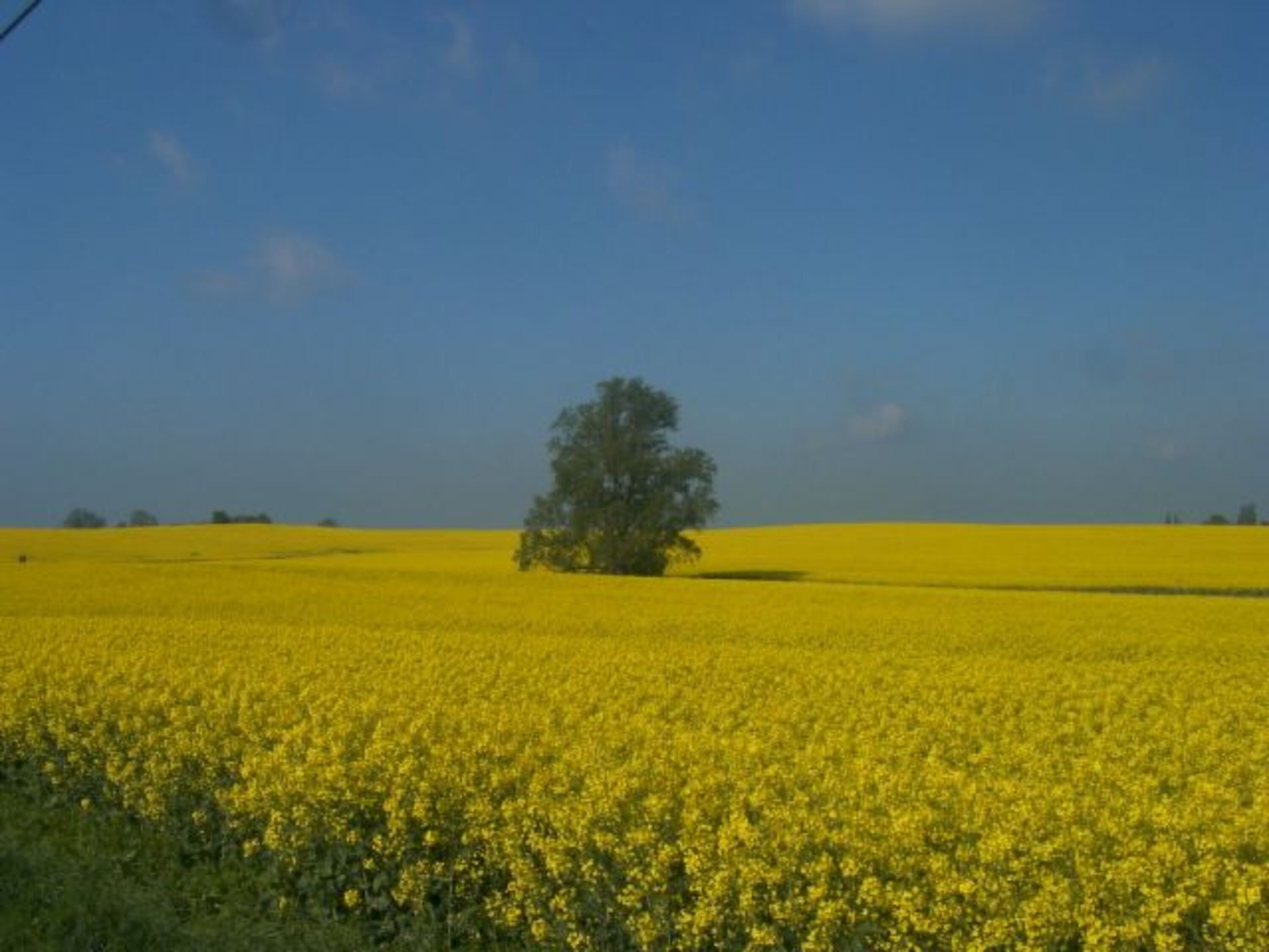 Rapsfelder im Mai und Juni