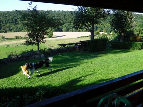 Luxusurlaub für Ihren Hund - ohne Leine spielen und herumtoben!