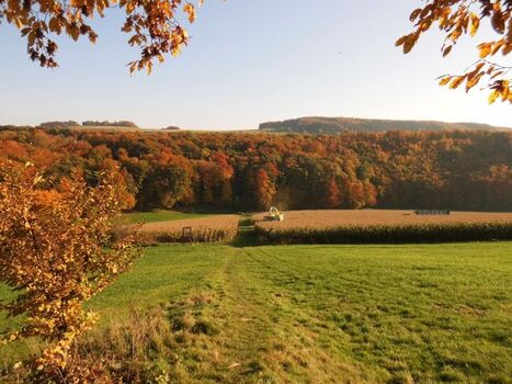 Goldener Oktober - Waldstück in unmittelbarer Nähe vom Haus