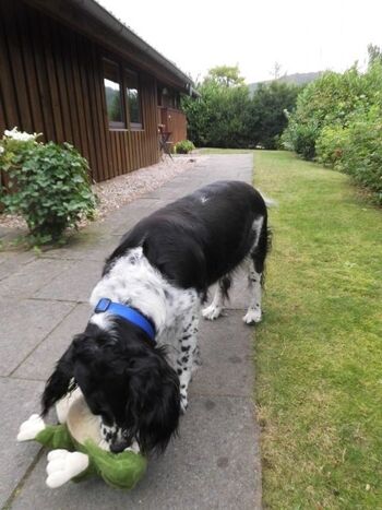 Ihr Hund ist bei uns herzlich willkommen!