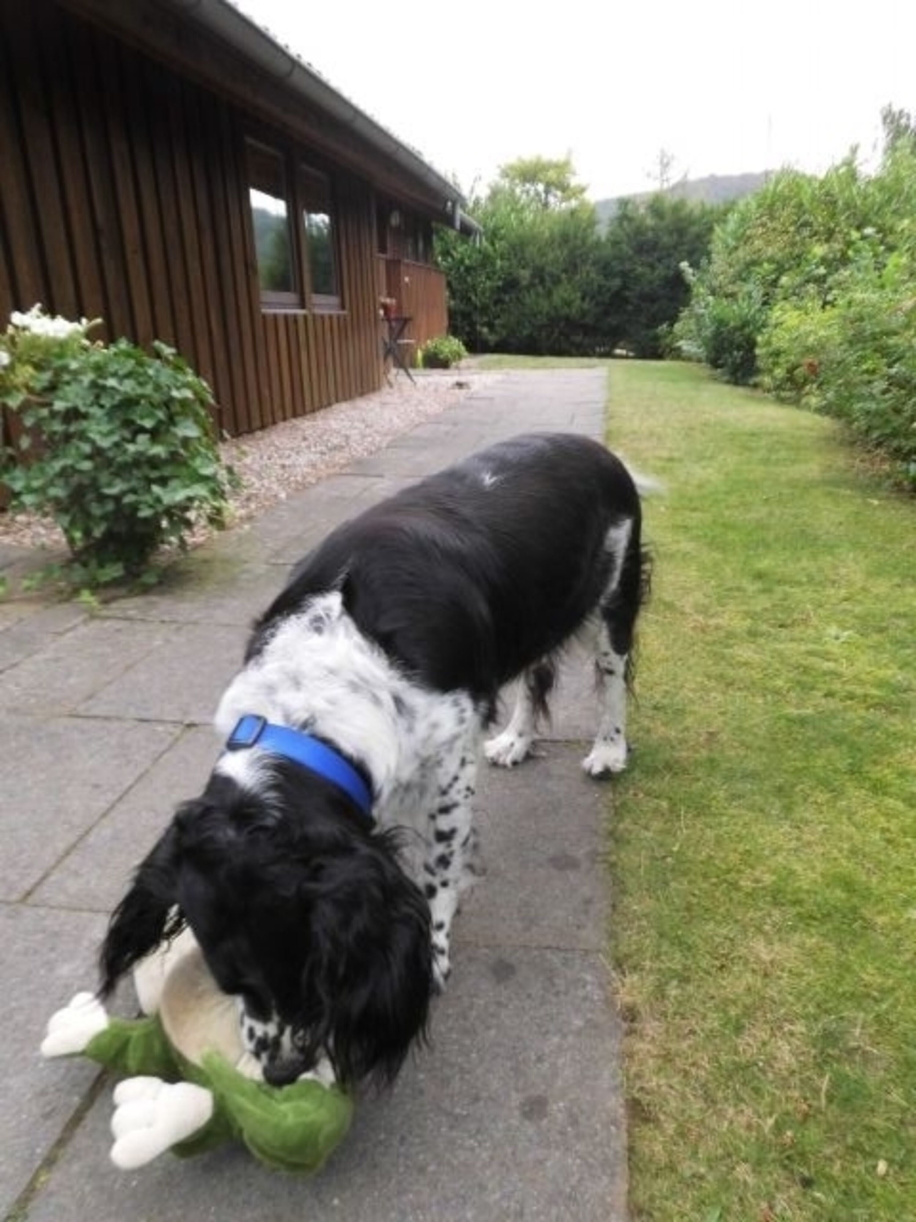 Ihr Hund ist bei uns herzlich willkommen!