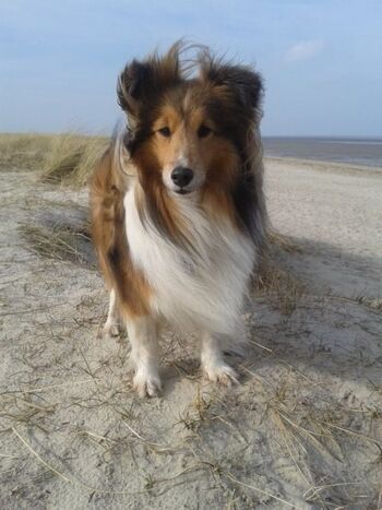 Großer Hundestrand von Schillig