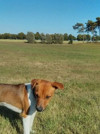 Paradies für Freiläufer