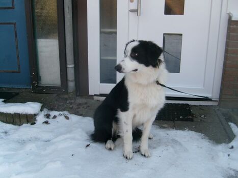 Unser Hund im Winter im Park