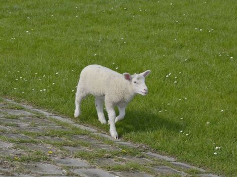 Deichkind auf Entdeckungsreise