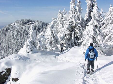 Schneeschuhwanderung auf dem Kaitersberg