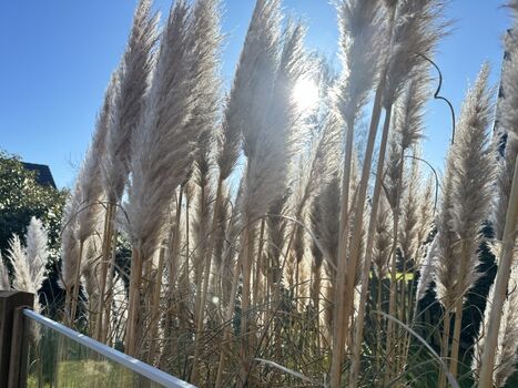 Wunderschönes Pampasgras