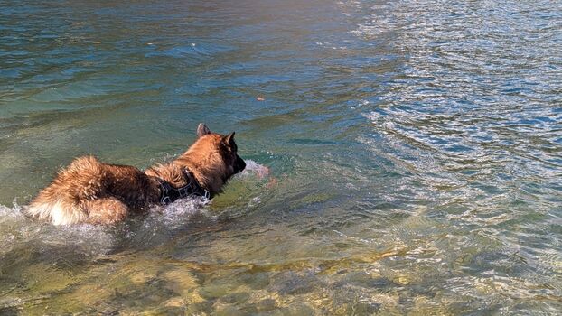 der Hundestrand in der Nähe