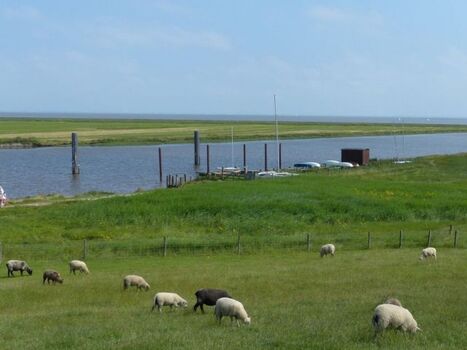 Friedliches Grasen am Hafen