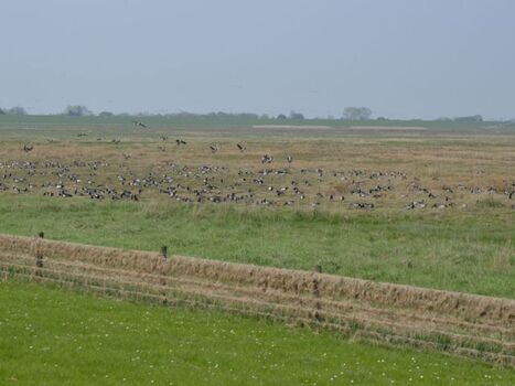 Vogelflug, Rast am Sielhafen