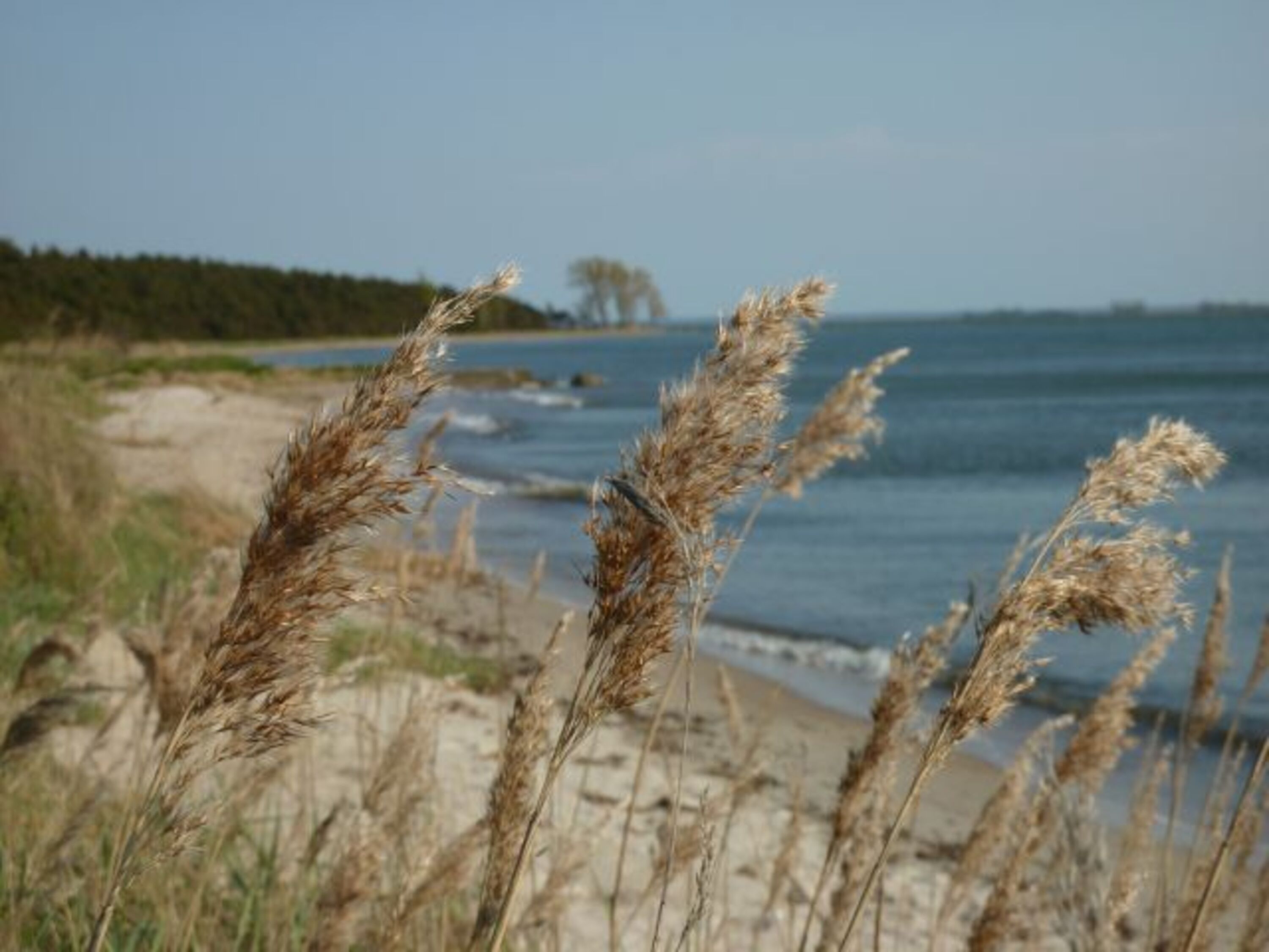 nahegelegener Hundestrand