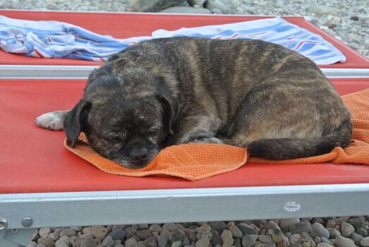 jeder Hund hat eine eigene Strandliege