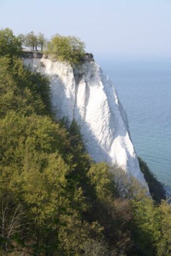 Kreidefelsen auf Rügen