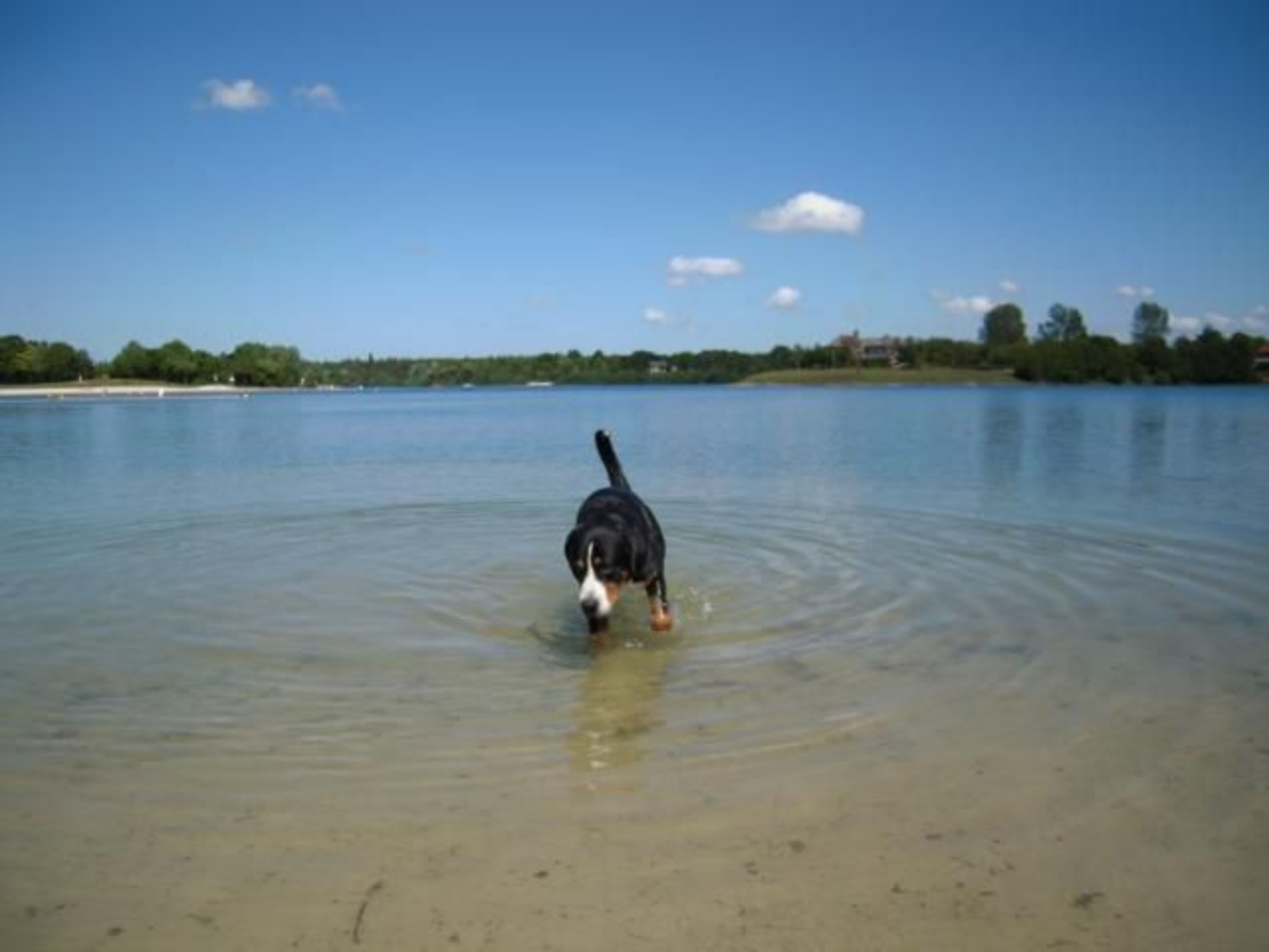 Hundestrand