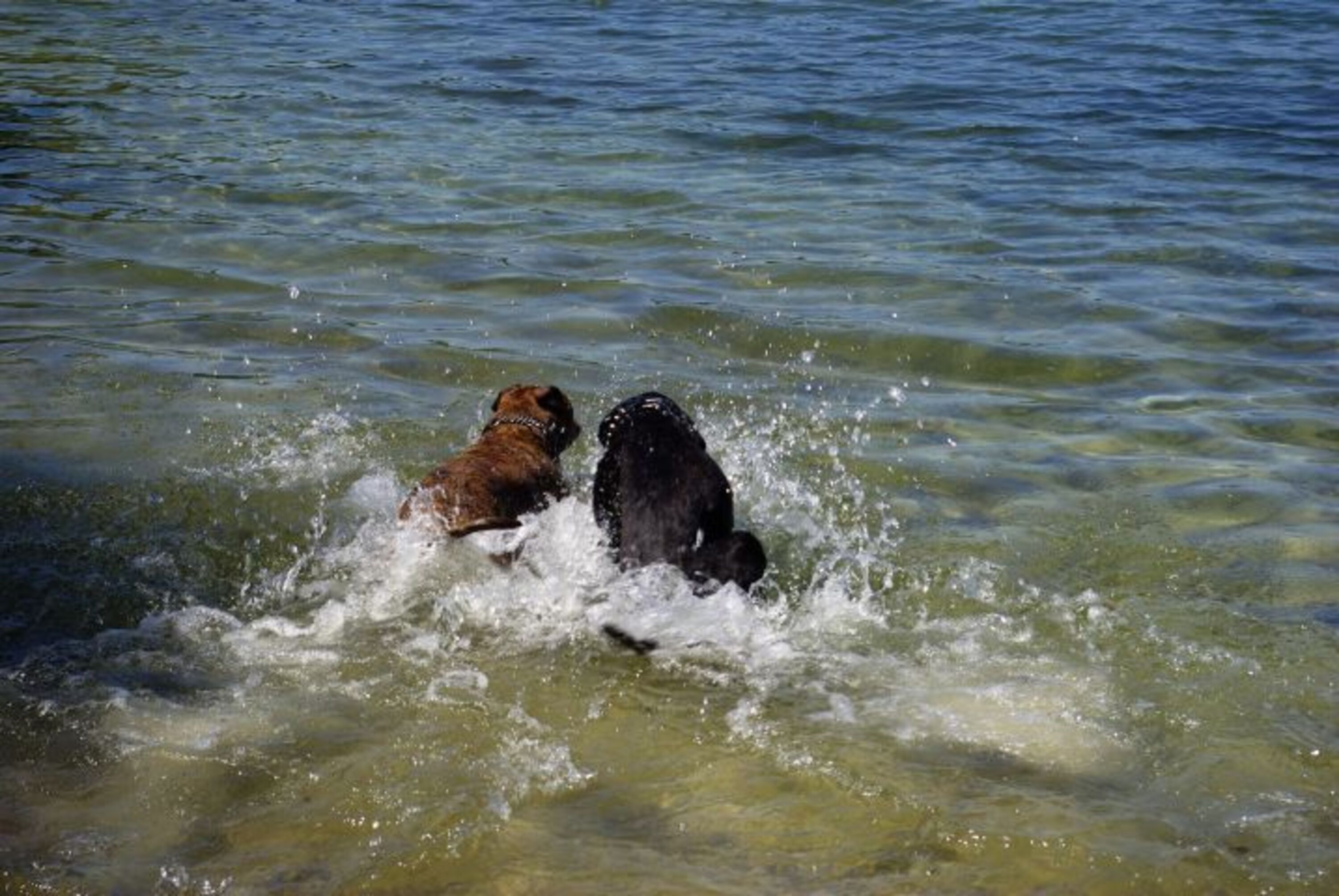 Hundestrand