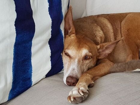 Unsere Lilli entspannt sich