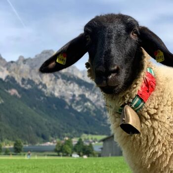 Unsere Frida- Im Frühling und Herbst sind direkt vor der Lodge unsere Schafe auf der Weide.