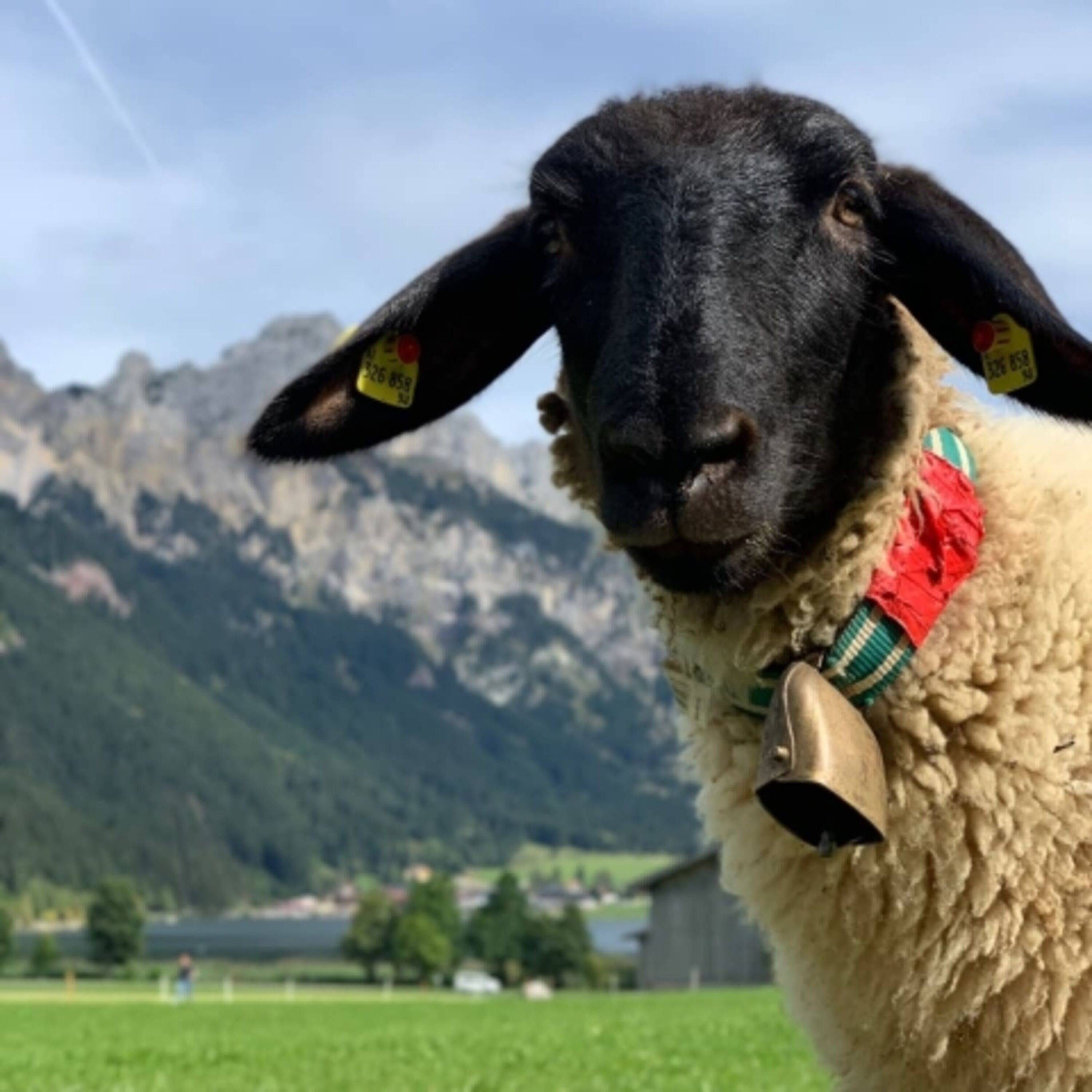 Unsere Frida- Im Frühling und Herbst sind direkt vor der Lodge unsere Schafe auf der Weide.