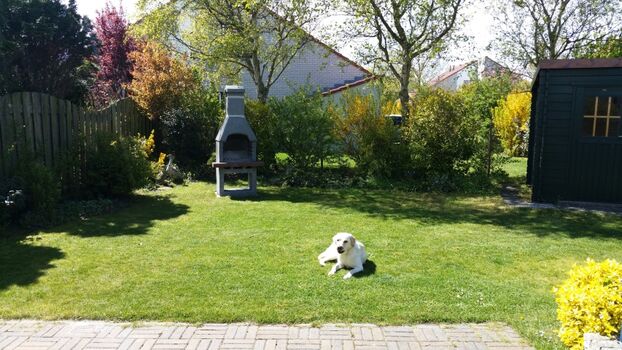 Umzäunter sonniger Garten mit Grillkamin
