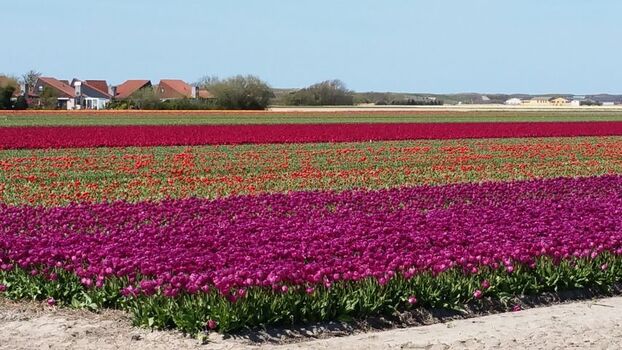 Julianadorp ist umgeben von Tulpenfeldern