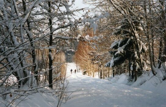 Loipe im Winter