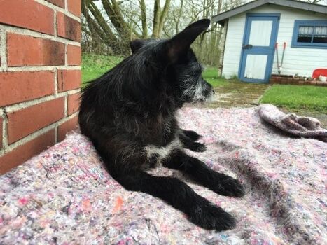 unsere Wendy auf dem Hundethron