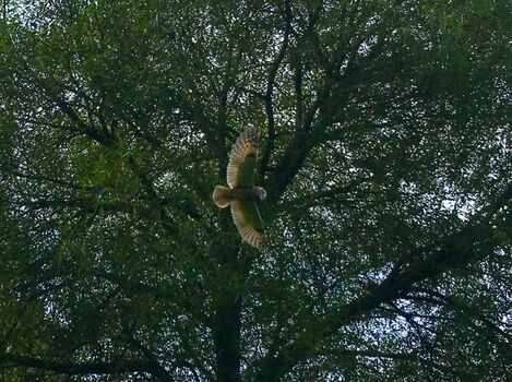 mit ganz viel Glück fliegen Eulen durch den Garten