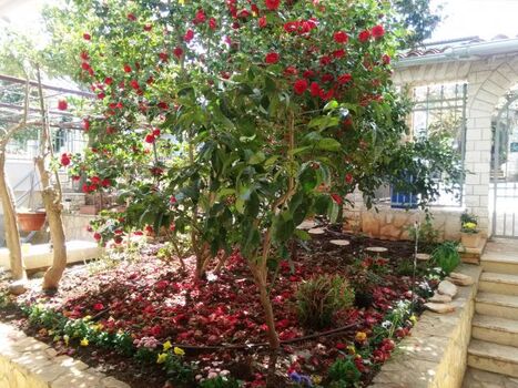 Rrote Kamelie blüht am Eingang zum Garten