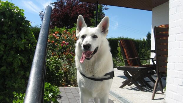 Unser Zaunchecker, der Ausbrecherkönig.