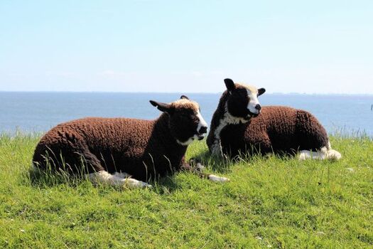 Deichbewohner ;-) - auch oft beim Blick aus dem Esszimmerfenster, Schlafzimmer oder Dachfenster am gegenüberliegeneden Deich zu sehen