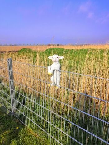 Wer guckt denn da über den Zaun - rundum Felder ;-)