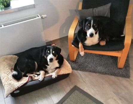 Unser Fellnasen - links Mia (die Namensgeberin unseres Hauses, daneben ihre Tochter Belisha