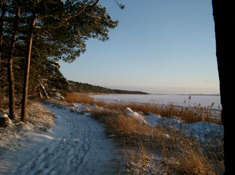 Die Schabe im Winter
