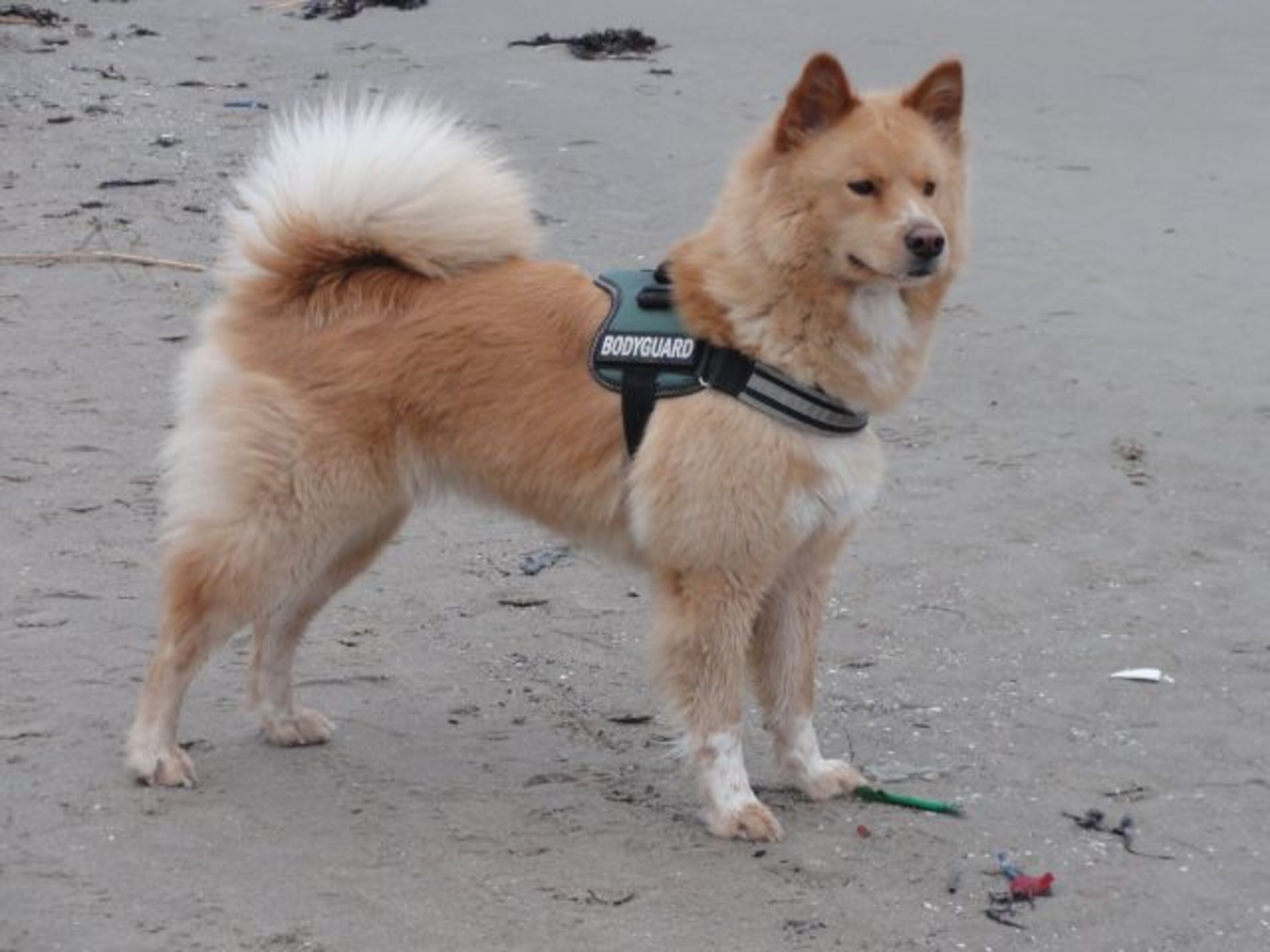 Unser Hund Baylee