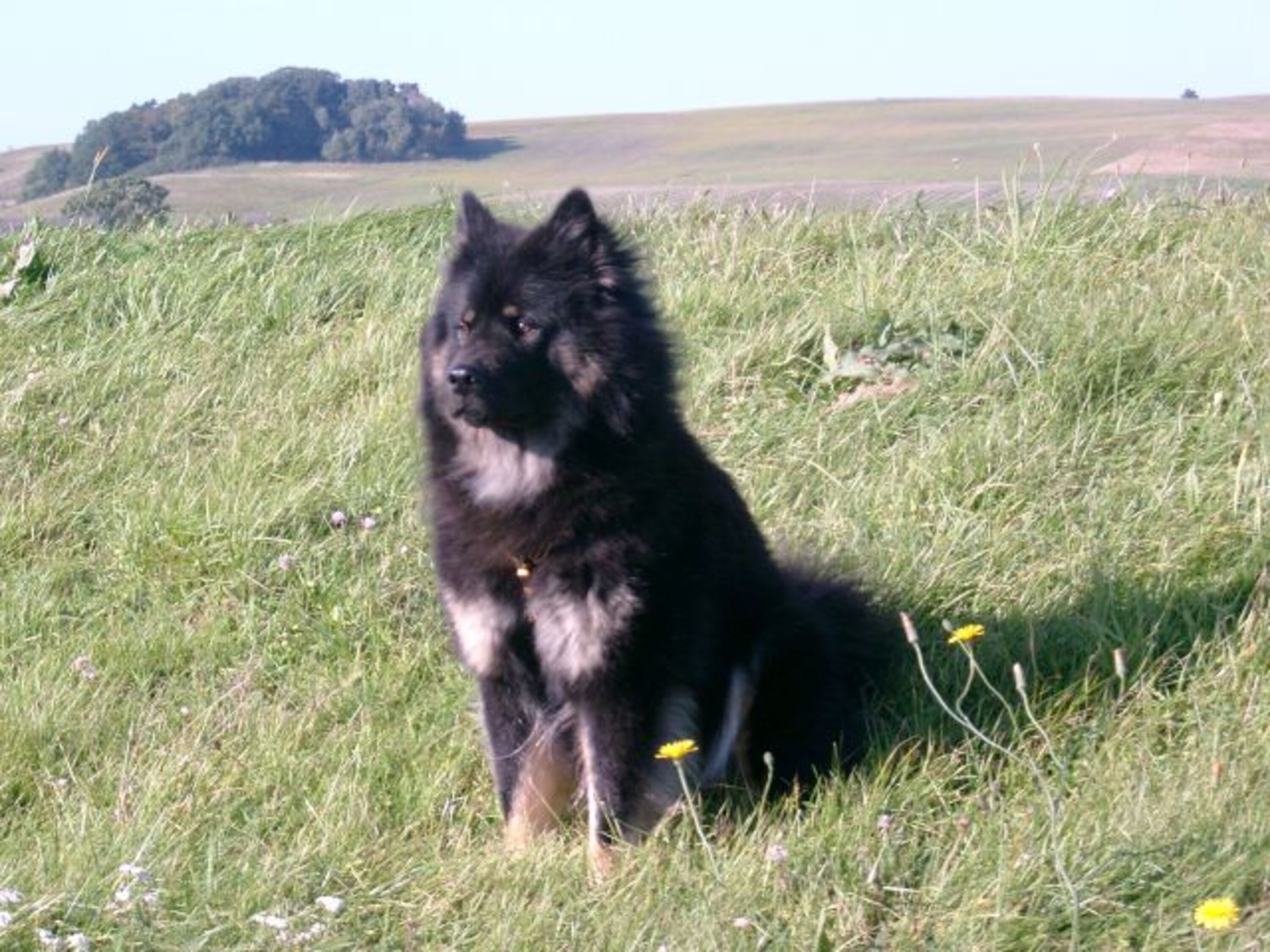 Unser Hund Fluse