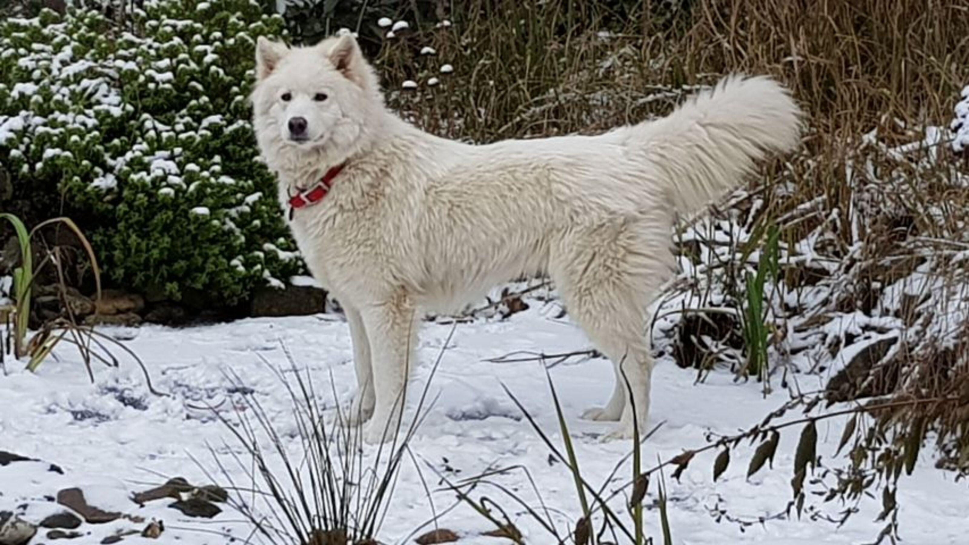 Unser Hund Samantha