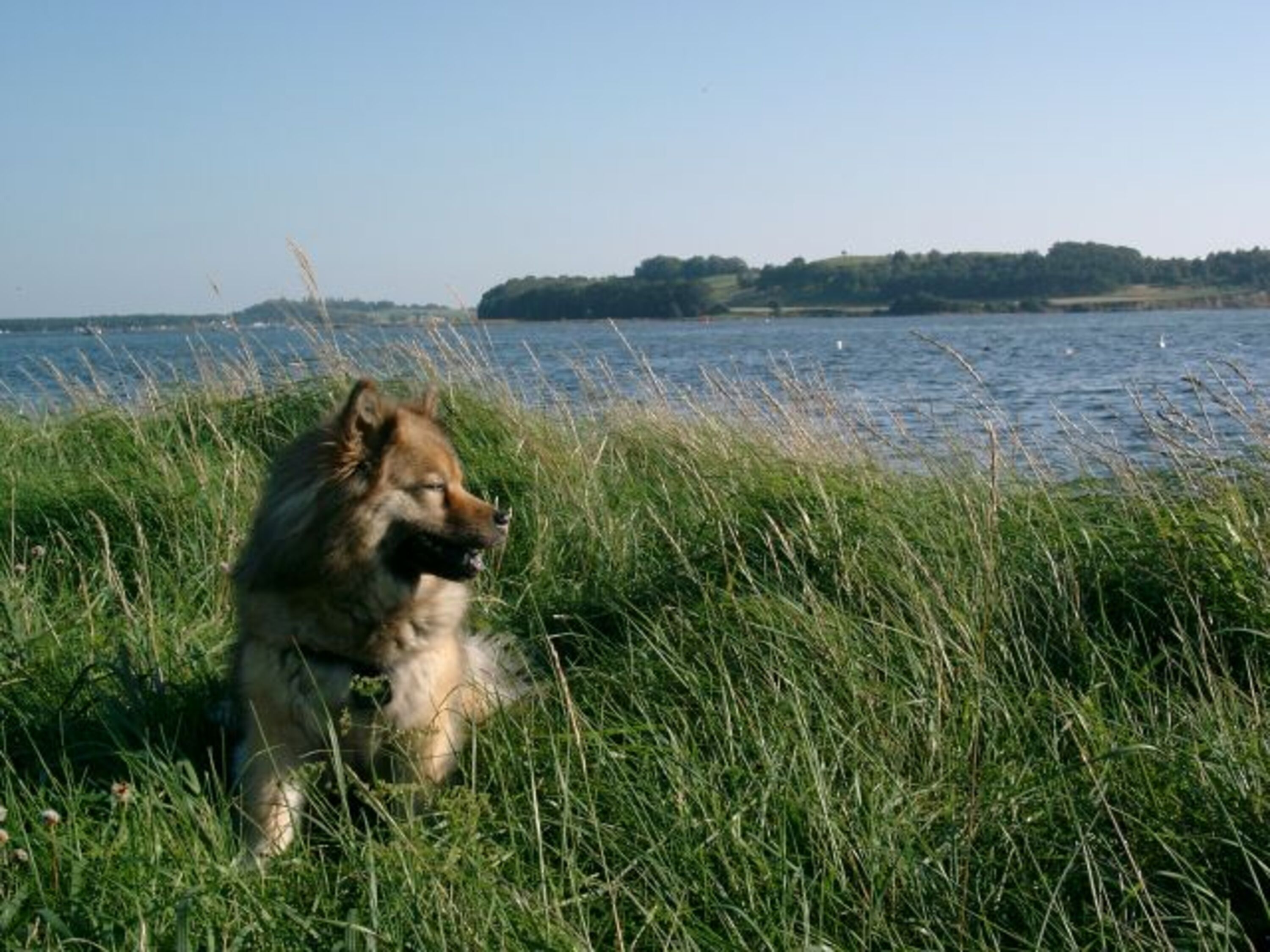 Unser Hund Kyra