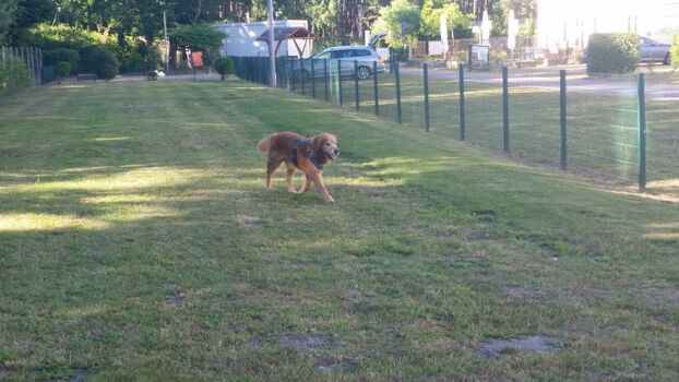 Hundeauslauf