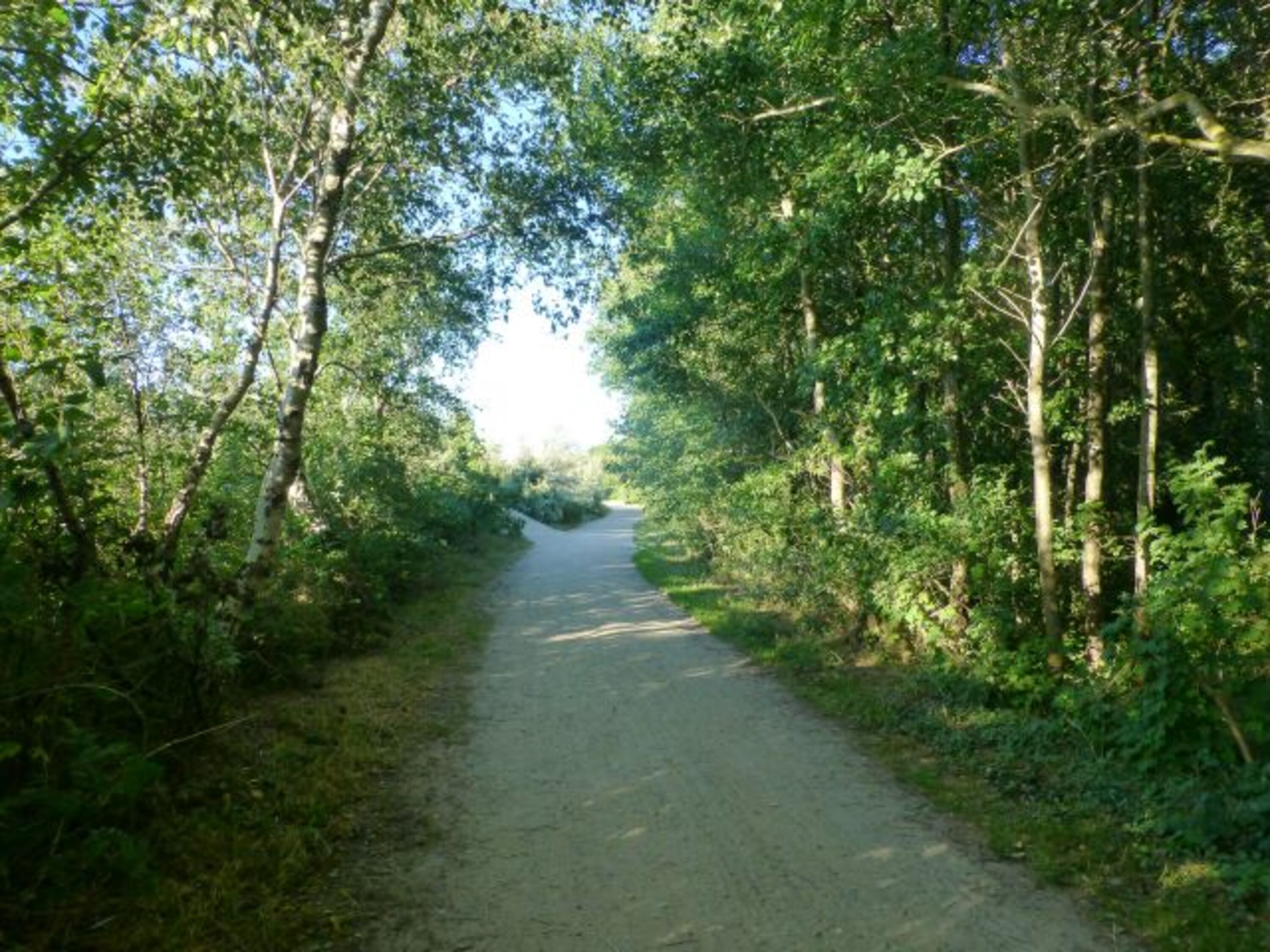 herrlicher Wald mit Aufgängen zum Strand