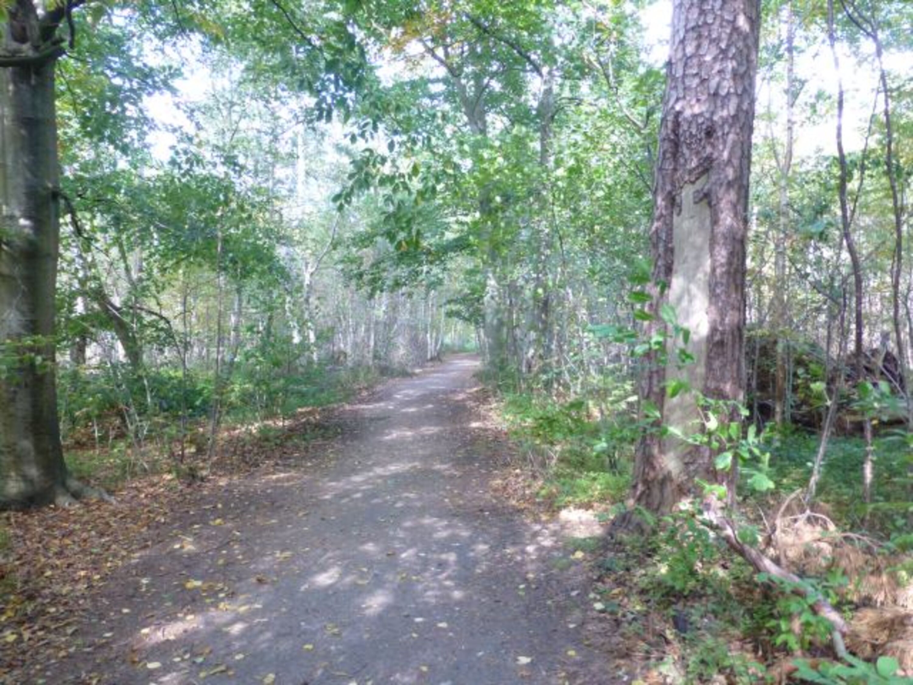 durch den Wald immer geradeaus zum Strand / Grenzweg