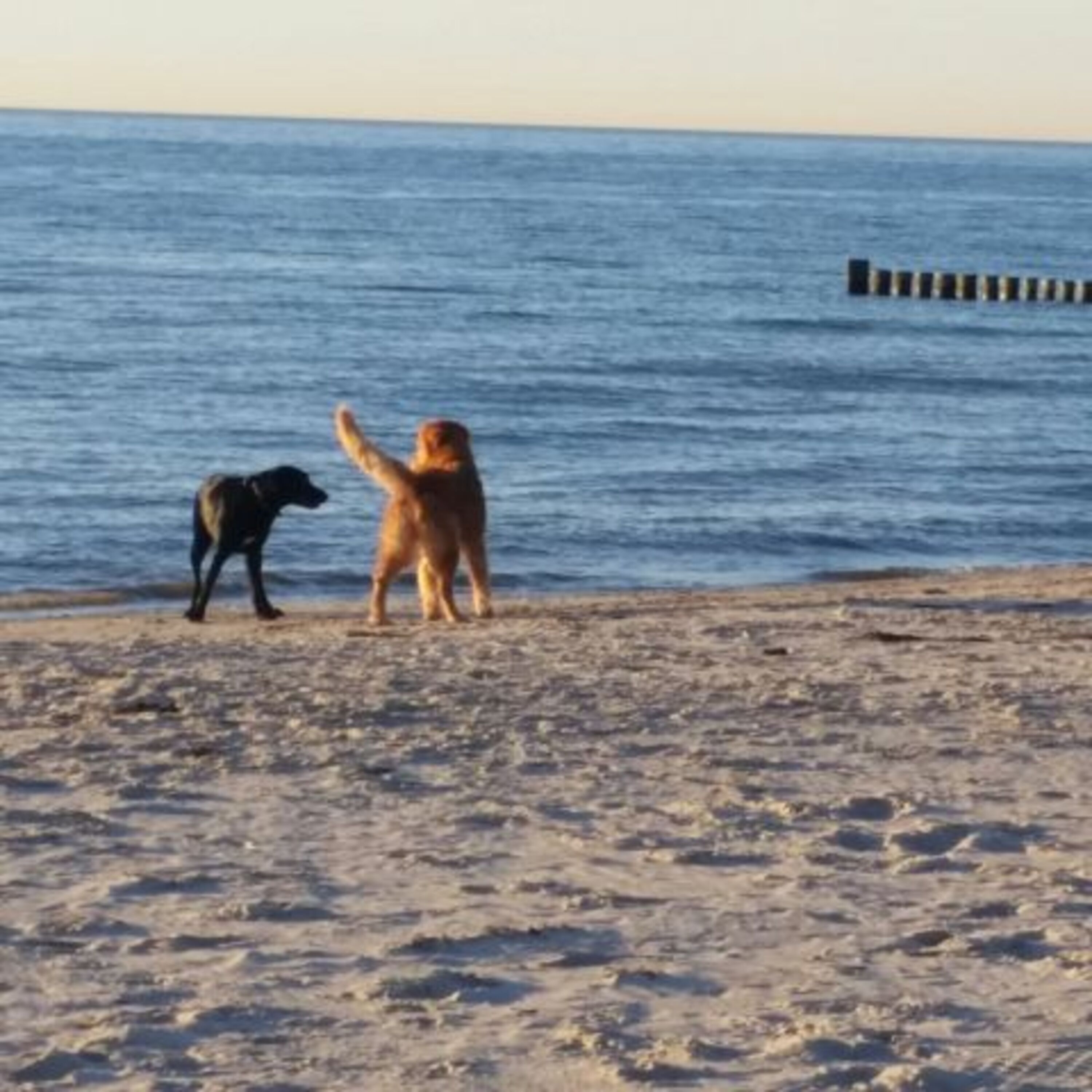 Hundebegegnungen ohne Begrenzung hinter Strandaufgang Nr. 1