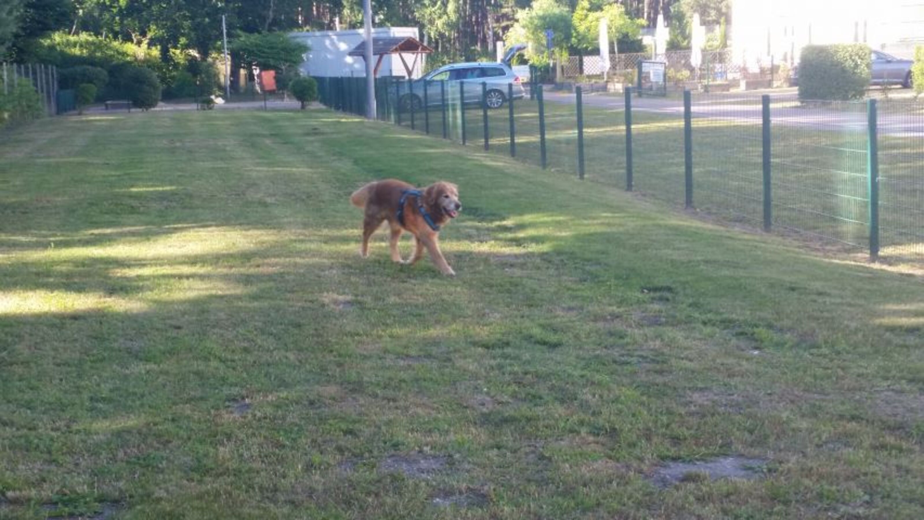 Hundeauslauf