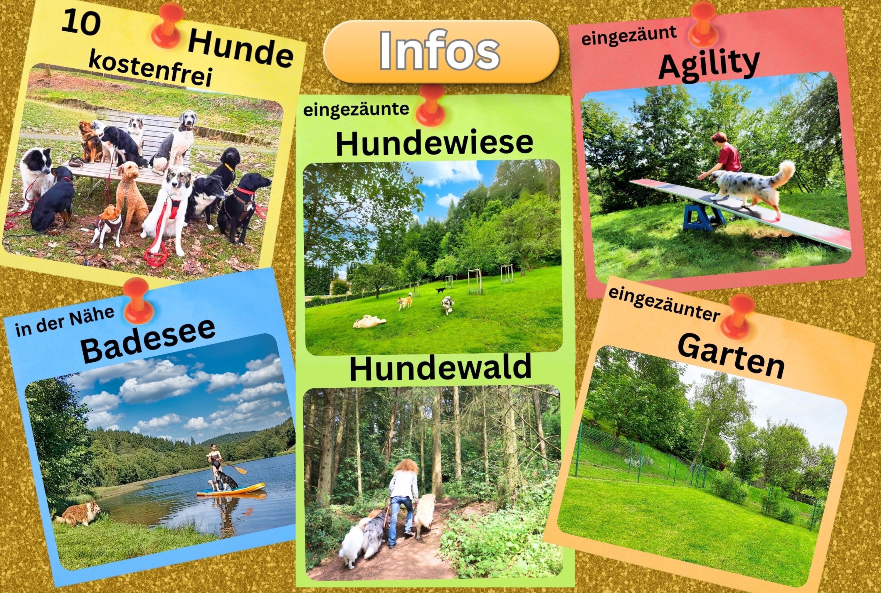 Brangs Hundeparadies Eifel- Unsere besonderen Hunde-Attraktionen