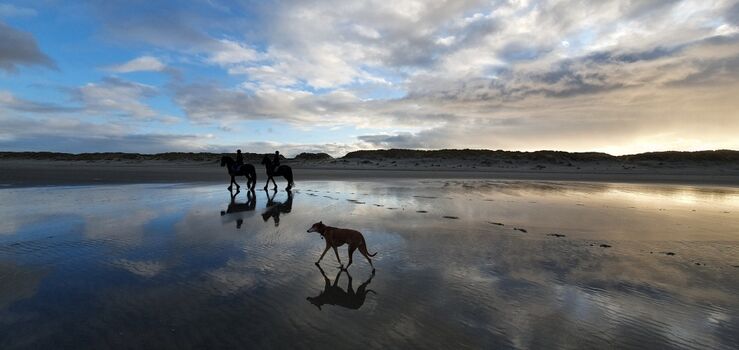 Am Strand fühlt sich jeder wohl